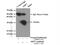 Aquaporin-7 antibody, 25131-1-AP, Proteintech Group, Immunoprecipitation image 