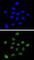 Dyskerin Pseudouridine Synthase 1 antibody, abx032535, Abbexa, Western Blot image 