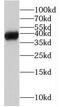 Mitochondrial RRNA Methyltransferase 1 antibody, FNab05309, FineTest, Western Blot image 