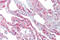 PTHR antibody, ARP33886_P050, Aviva Systems Biology, Immunohistochemistry frozen image 