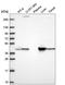Aspartate aminotransferase, cytoplasmic antibody, HPA072629, Atlas Antibodies, Western Blot image 