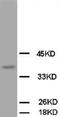 OBCAM antibody, LS-C171935, Lifespan Biosciences, Western Blot image 