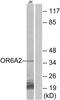 Olfactory Receptor Family 6 Subfamily A Member 2 antibody, A15376, Boster Biological Technology, Western Blot image 