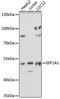 Eukaryotic Translation Elongation Factor 1 Alpha 1 antibody, 18-137, ProSci, Western Blot image 