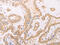 Coagulation factor VII antibody, CSB-PA014237, Cusabio, Immunohistochemistry frozen image 