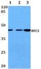 Replication Factor C Subunit 3 antibody, PA5-75437, Invitrogen Antibodies, Western Blot image 