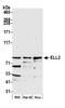 RNA polymerase II elongation factor ELL2 antibody, A302-505A, Bethyl Labs, Western Blot image 