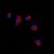 Claudin 2 antibody, orb214855, Biorbyt, Immunofluorescence image 