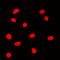 DNA Damage Inducible Transcript 3 antibody, LS-C353971, Lifespan Biosciences, Immunofluorescence image 