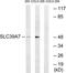 Solute Carrier Family 39 Member 7 antibody, TA314706, Origene, Western Blot image 