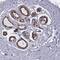 Neuronal protein 3.1 antibody, HPA000545, Atlas Antibodies, Immunohistochemistry frozen image 