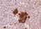 Cholecystokinin receptor type A antibody, LS-C54624, Lifespan Biosciences, Immunohistochemistry paraffin image 