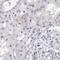 Spectrin alpha chain, erythrocyte antibody, HPA028253, Atlas Antibodies, Immunohistochemistry frozen image 