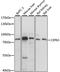 Centrosomal Protein 63 antibody, LS-C750486, Lifespan Biosciences, Western Blot image 