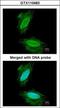 Synuclein Gamma antibody, GTX110483, GeneTex, Immunocytochemistry image 