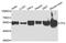Trafficking From ER To Golgi Regulator antibody, PA5-76262, Invitrogen Antibodies, Western Blot image 