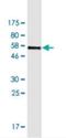Family With Sequence Similarity 122A antibody, H00116224-M03, Novus Biologicals, Western Blot image 
