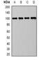 Membrane Metalloendopeptidase antibody, abx225293, Abbexa, Western Blot image 