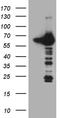 Cryptochrome Circadian Regulator 1 antibody, CF809887, Origene, Western Blot image 