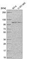 Striatin Interacting Protein 1 antibody, PA5-66330, Invitrogen Antibodies, Western Blot image 