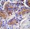 Caspase-12 antibody, LS-C168327, Lifespan Biosciences, Immunohistochemistry paraffin image 