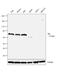Bruton Tyrosine Kinase antibody, LF-MA0191, Invitrogen Antibodies, Western Blot image 