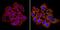 Nitric Oxide Synthase 1 antibody, PA1-033, Invitrogen Antibodies, Immunofluorescence image 