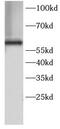 Heat Shock Protein Family D (Hsp60) Member 1 antibody, FNab10250, FineTest, Western Blot image 