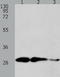 Calpain small subunit 1 antibody, TA323499, Origene, Western Blot image 
