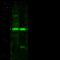 5'-Nucleotidase, Cytosolic IIIA antibody, 13904-RP02, Sino Biological, Western Blot image 