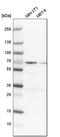 SNW domain-containing protein 1 antibody, HPA017370, Atlas Antibodies, Western Blot image 