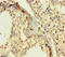 Claudin 12 antibody, orb23247, Biorbyt, Immunohistochemistry paraffin image 