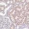 IGF Like Family Member 3 antibody, HPA062776, Atlas Antibodies, Immunohistochemistry frozen image 