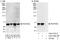 FAST Kinase Domains 2 antibody, A303-788A, Bethyl Labs, Western Blot image 