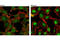SMAD Family Member 1 antibody, 6944S, Cell Signaling Technology, Immunofluorescence image 