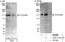 TOP1 Binding Arginine/Serine Rich Protein antibody, A302-179A, Bethyl Labs, Western Blot image 