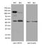 Ubiquitin Specific Peptidase 10 antibody, M03786-1, Boster Biological Technology, Western Blot image 