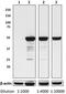 HA.11 antibody, 901521, BioLegend, Western Blot image 