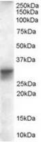 Four And A Half LIM Domains 1 antibody, TA302612, Origene, Western Blot image 