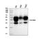 Basigin (Ok Blood Group) antibody, M00248-5, Boster Biological Technology, Western Blot image 