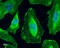 Rho/Rac Guanine Nucleotide Exchange Factor 2 antibody, GTX629398, GeneTex, Immunocytochemistry image 