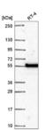 DNA Polymerase Mu antibody, NBP2-57664, Novus Biologicals, Western Blot image 