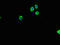 Ribosomal Protein L26 antibody, orb51018, Biorbyt, Immunofluorescence image 