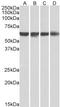 Polypyrimidine Tract Binding Protein 1 antibody, LS-B3235, Lifespan Biosciences, Western Blot image 