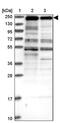 Zinc Finger Protein 646 antibody, PA5-59955, Invitrogen Antibodies, Western Blot image 
