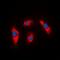 Mitochondrial Ribosomal Protein S18C antibody, orb382547, Biorbyt, Immunofluorescence image 