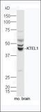 Protein O-Glucosyltransferase 1 antibody, orb184605, Biorbyt, Western Blot image 