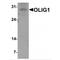 Oligodendrocyte Transcription Factor 1 antibody, MBS153726, MyBioSource, Western Blot image 