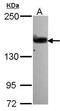 Rho guanine nucleotide exchange factor 5 antibody, GTX106374, GeneTex, Western Blot image 