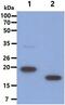 Growth Hormone 1 antibody, MBS200008, MyBioSource, Western Blot image 